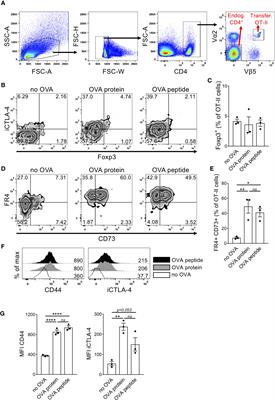 Conversion of Anergic T Cells Into Foxp3- IL-10+ Regulatory T Cells by a Second Antigen Stimulus In Vivo